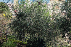 Raúl Alonso_Firenze_Oltrarno2 1 - Raúl Alonso_GiardinoBardini9